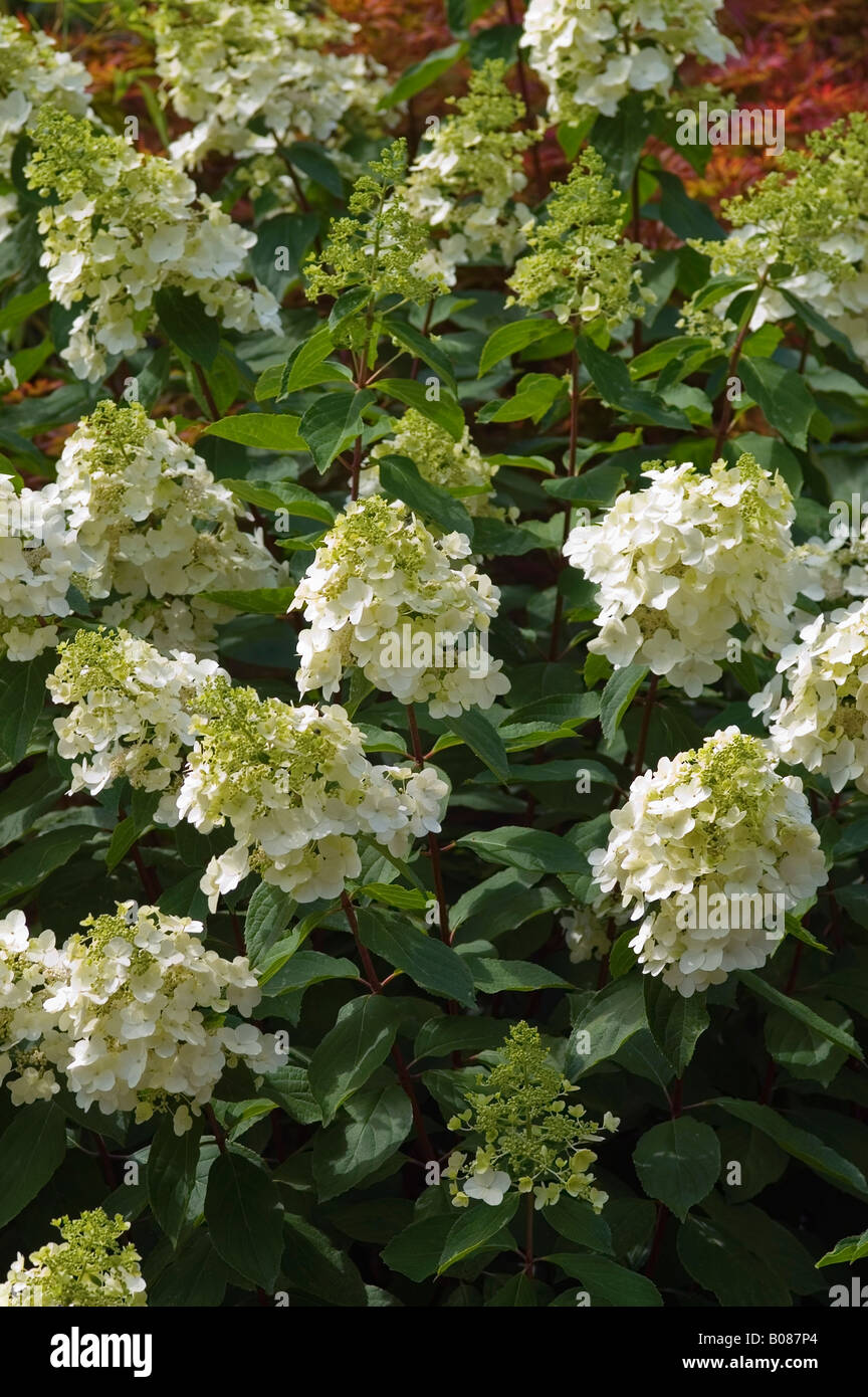 L'Hydrangea paniculata UNIQUE Banque D'Images