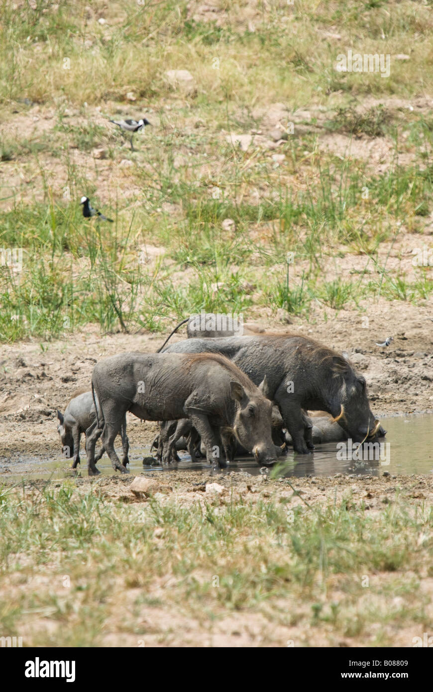 Une famille de phacochères de boire à un point d'eau dans la brousse africaine Banque D'Images