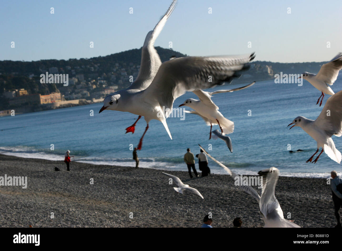 Mouettes sur la plage de Nice France Banque D'Images