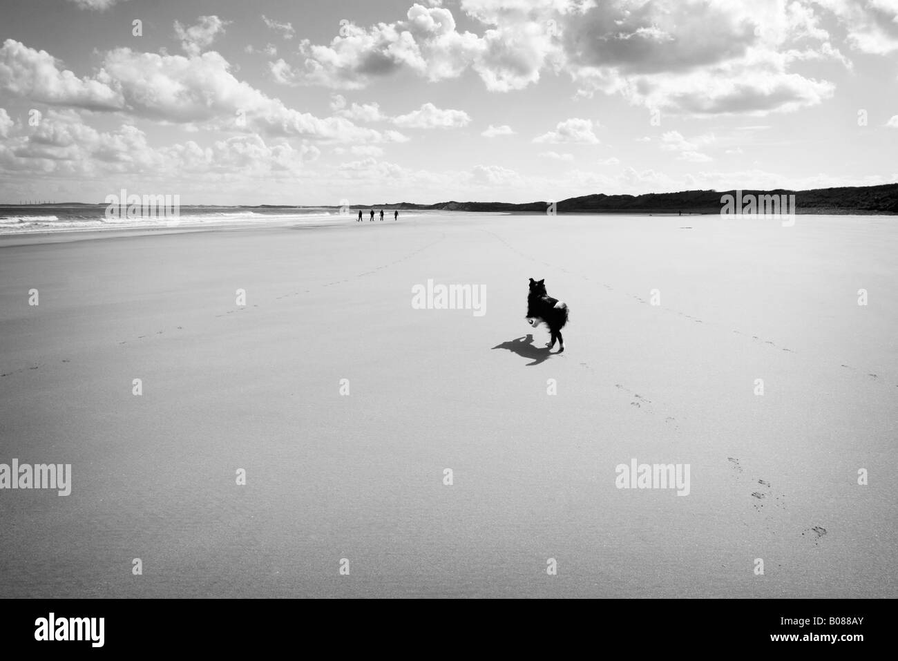 Chien qui court sur la plage en noir et blanc Banque D'Images