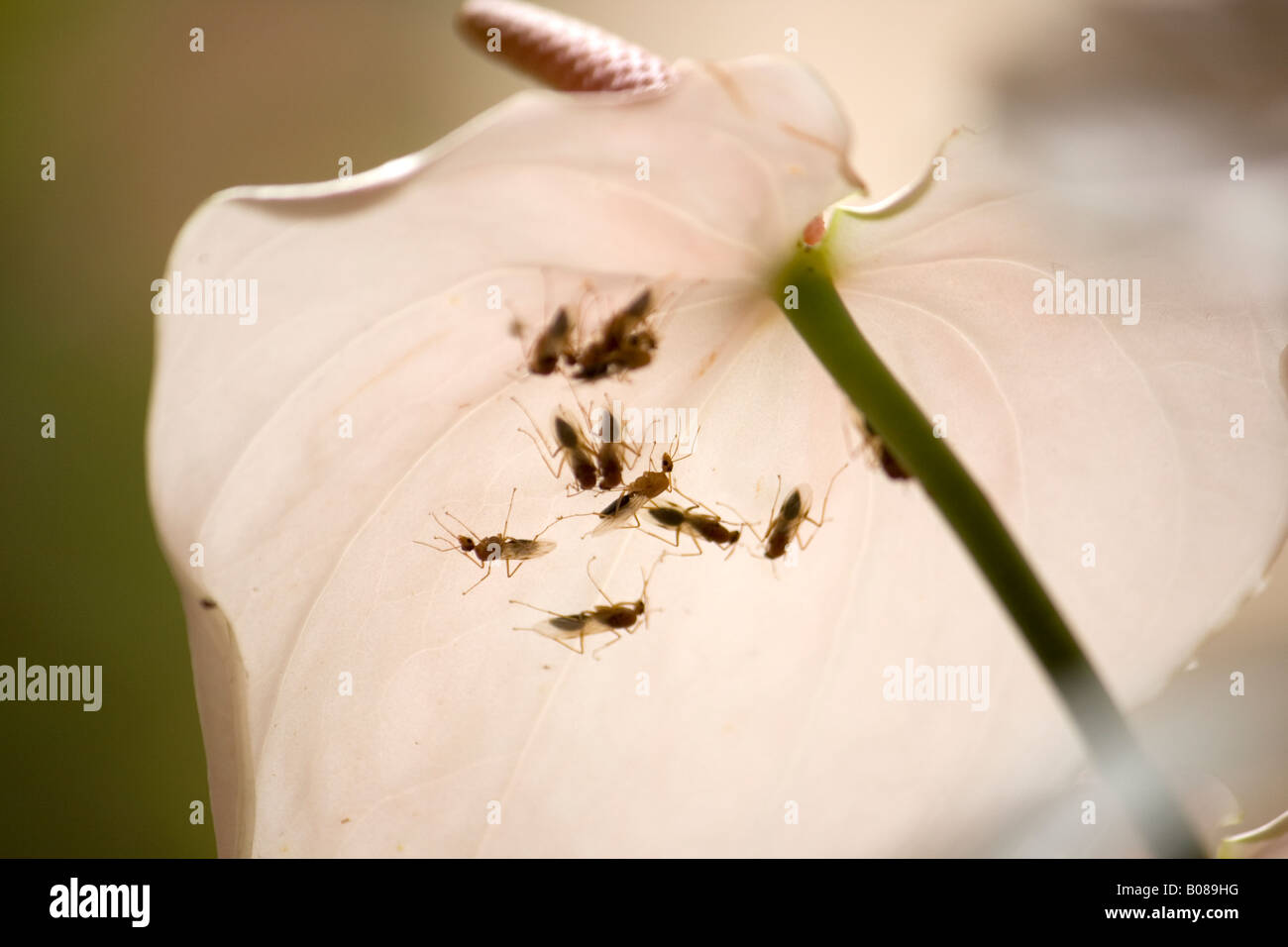 Les fourmis sous un pétale de l'anthurium Banque D'Images Les fourmis sous un pétale de l'anthurium Banque D'Images