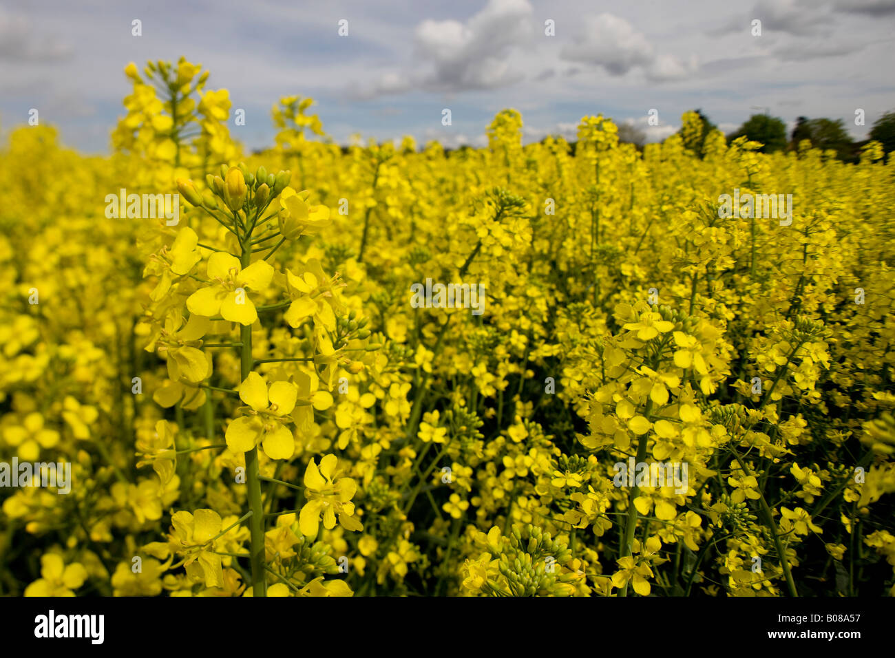 Floraison jaune colza agriculteurs dans un champ près de Harlow dans l'Essex, UK Banque D'Images