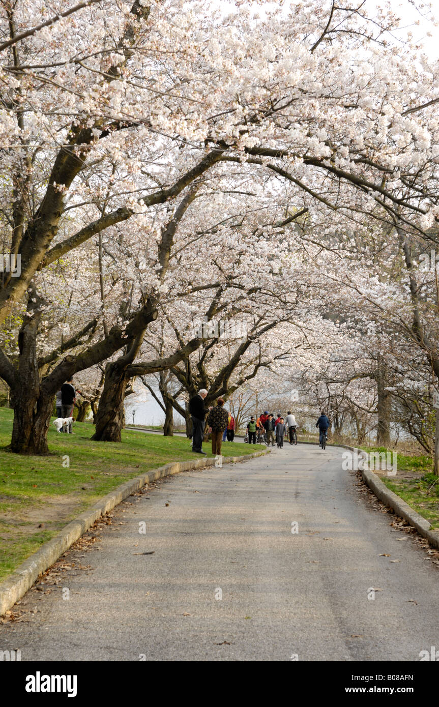 La floraison des cerisiers japonais dans un parc Banque D'Images