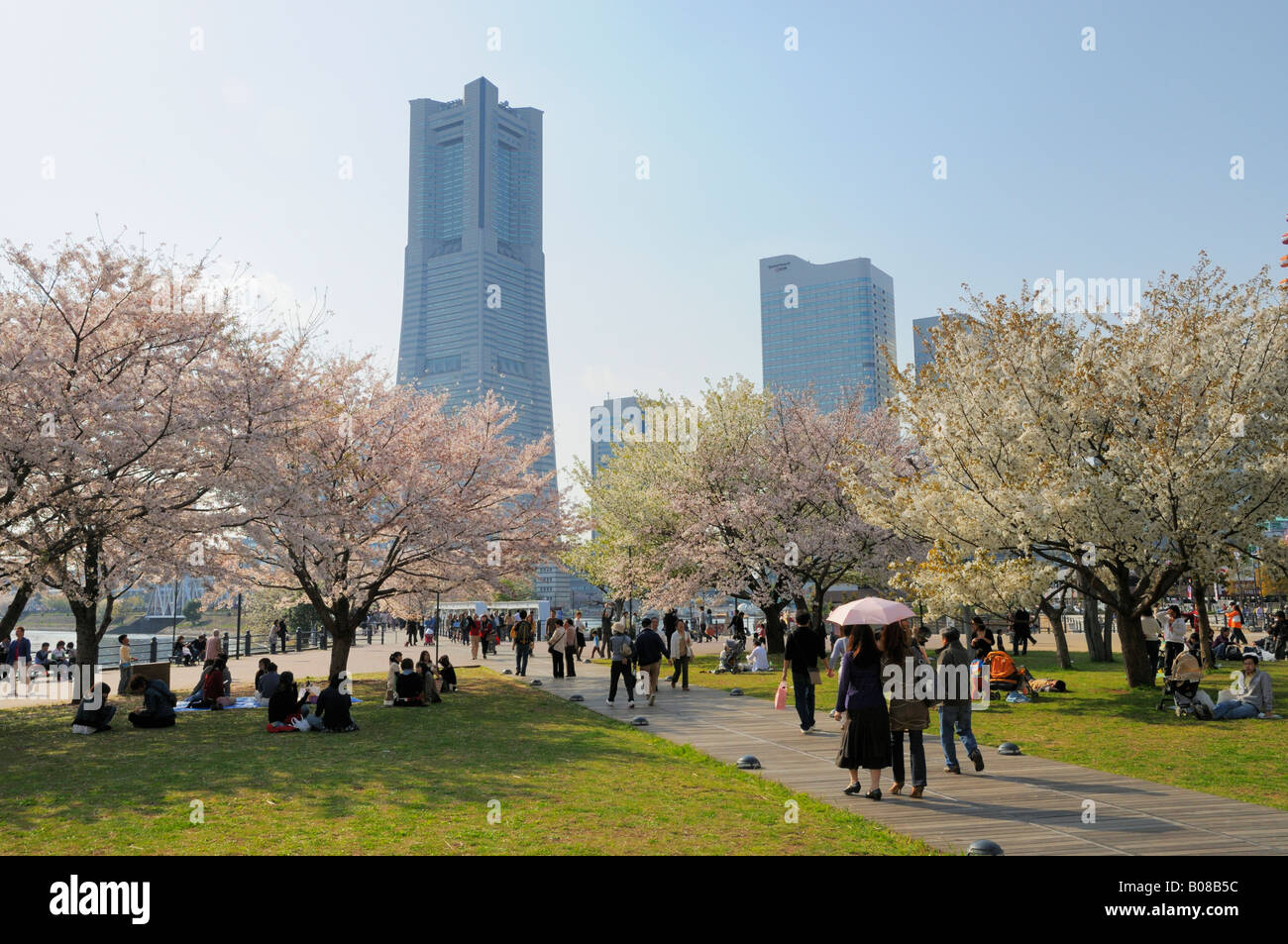 La saison des cerisiers en fleur autour de la Landmark Tower, Yokohama JP Banque D'Images