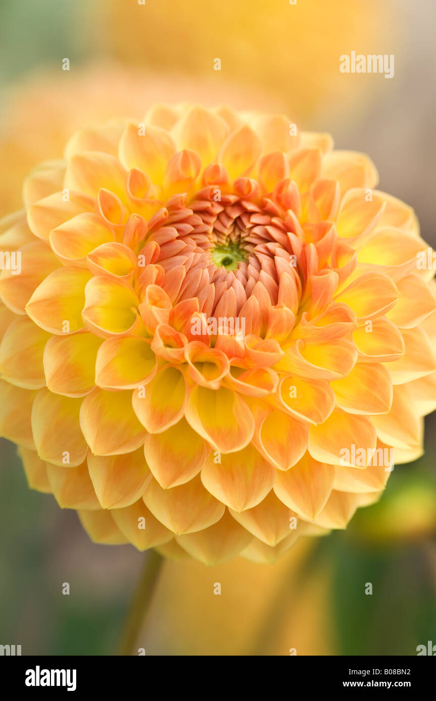 DAHLIA BLYTONS lueur douce Banque D'Images