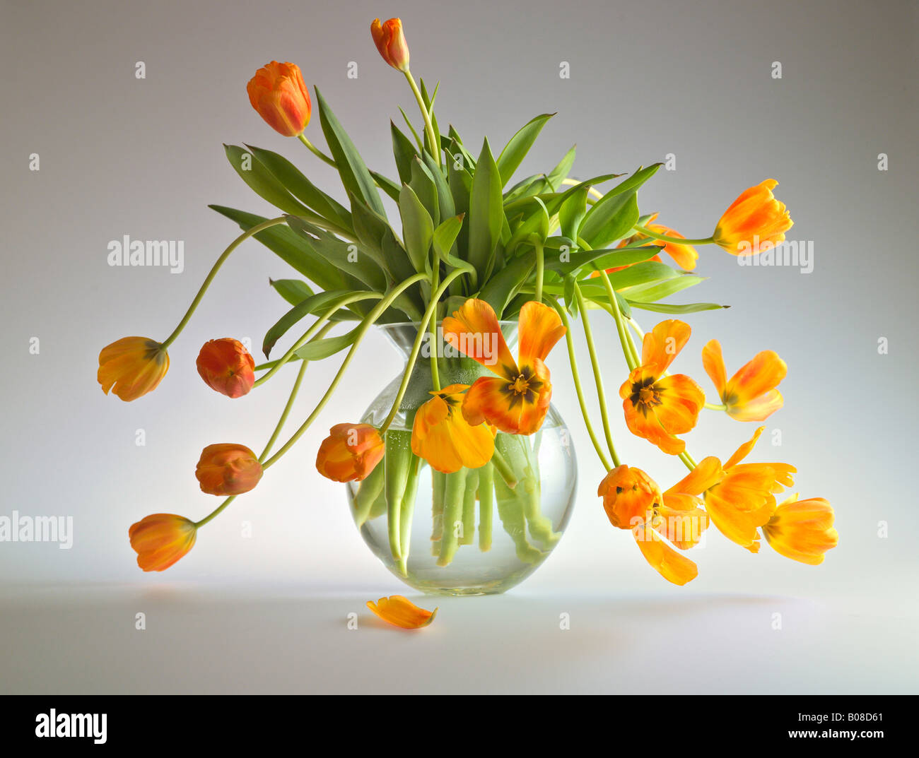 La nature morte de vase contenant des tulipes orange Banque D'Images