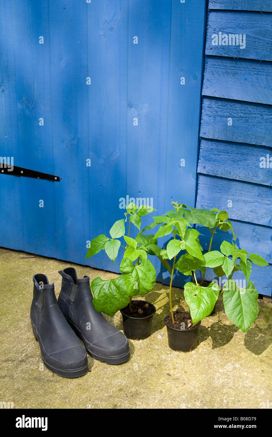 Chaussures de jardinage et de plantes par ^haricot d'un hangar bleu, au  Royaume-Uni Photo Stock - Alamy