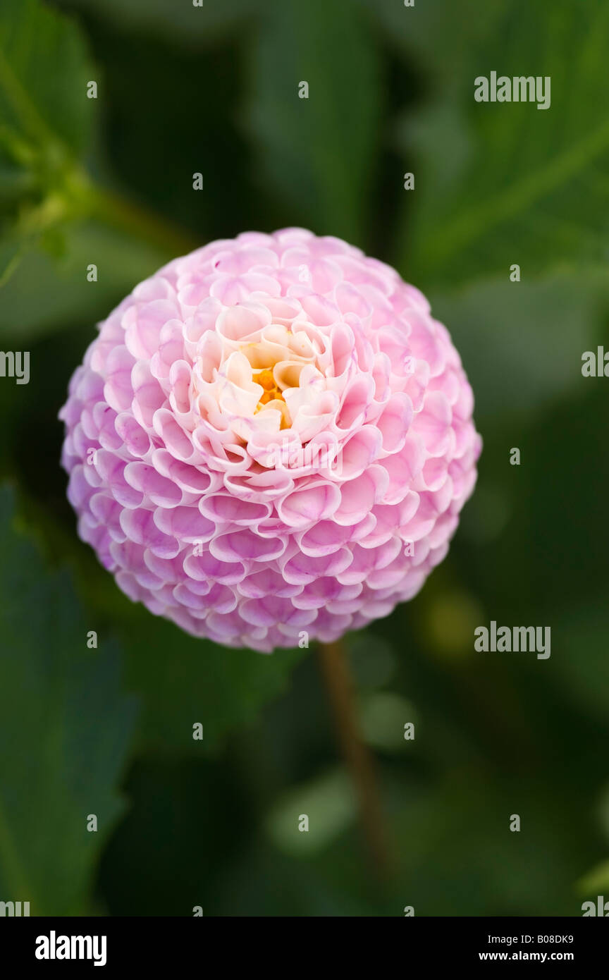 DAHLIA RENAISSANCE DU PACIFIQUE Banque D'Images