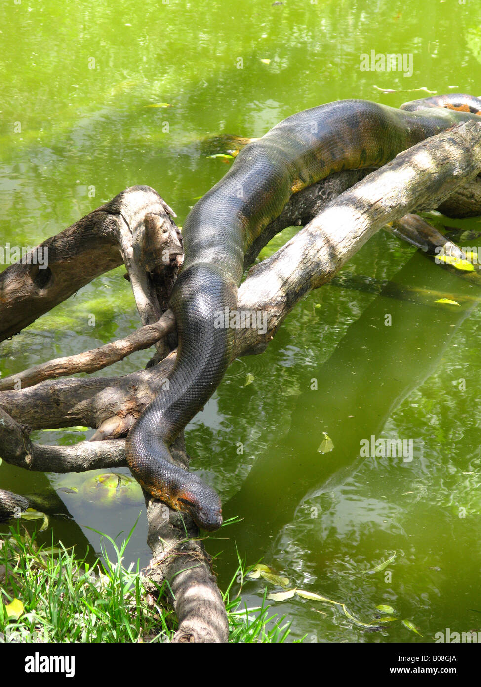 Anaconda vert (Eunectes murinus) Banque D'Images