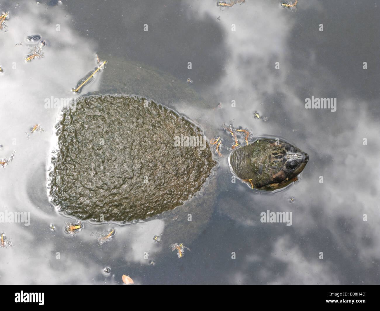 Rivière d'Amérique du Sud géant (Podocnemis expansa) tortue tortuga arrau Banque D'Images