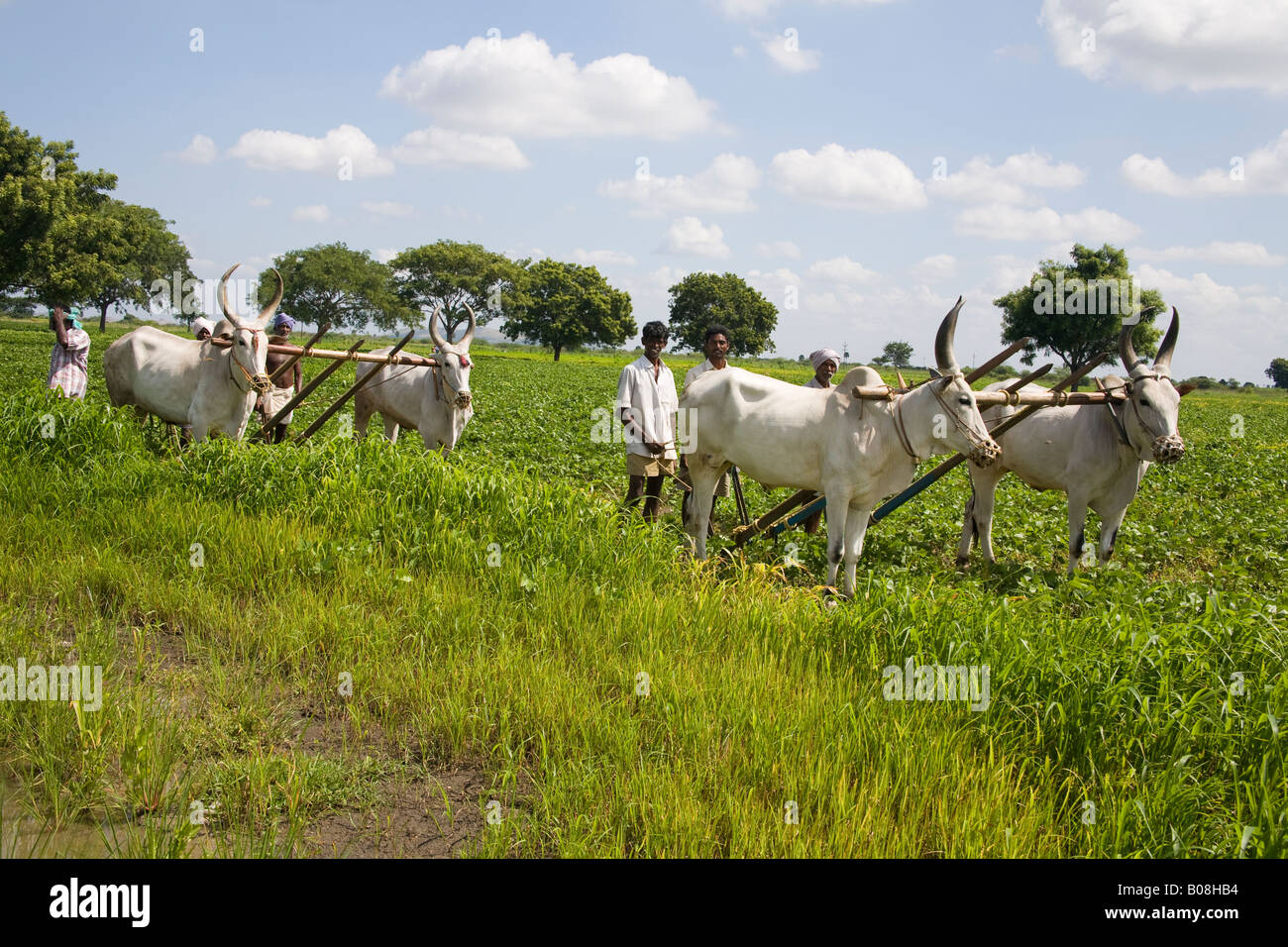Des Boeufs de labour et les agriculteurs un champ, Tamil Nadu, Inde Banque D'Images