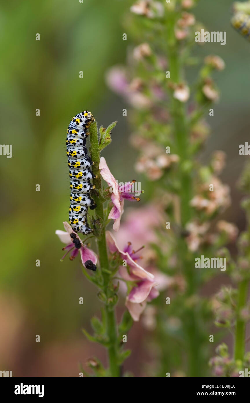 CUCULLIA VERB.S. MULLEIN MOTH CATERPILLAR SUR VERBASCUM Banque D'Images