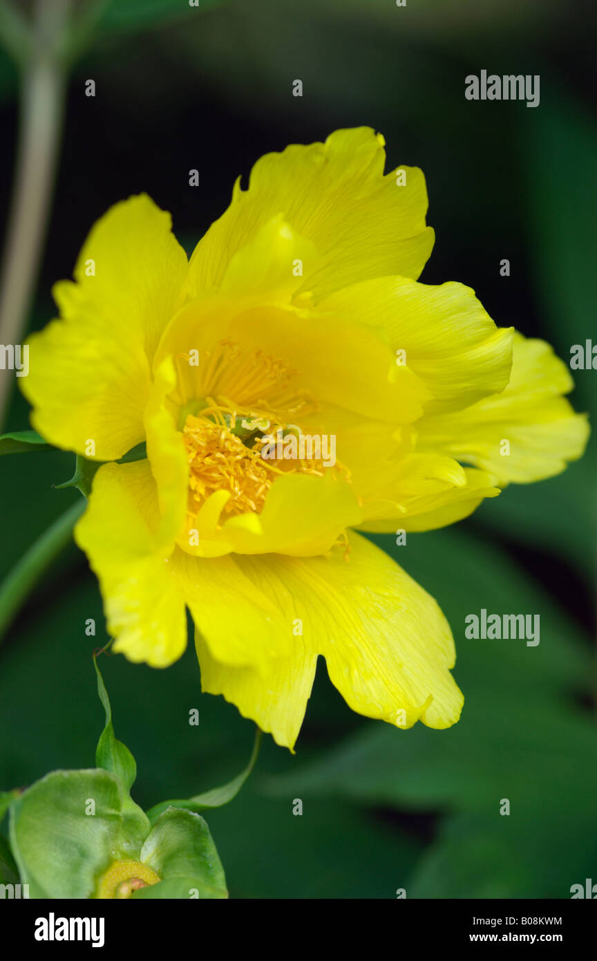 PAEONIA LUTEA DELAVAYI PIVOINE ARBRE CHINOIS Banque D'Images
