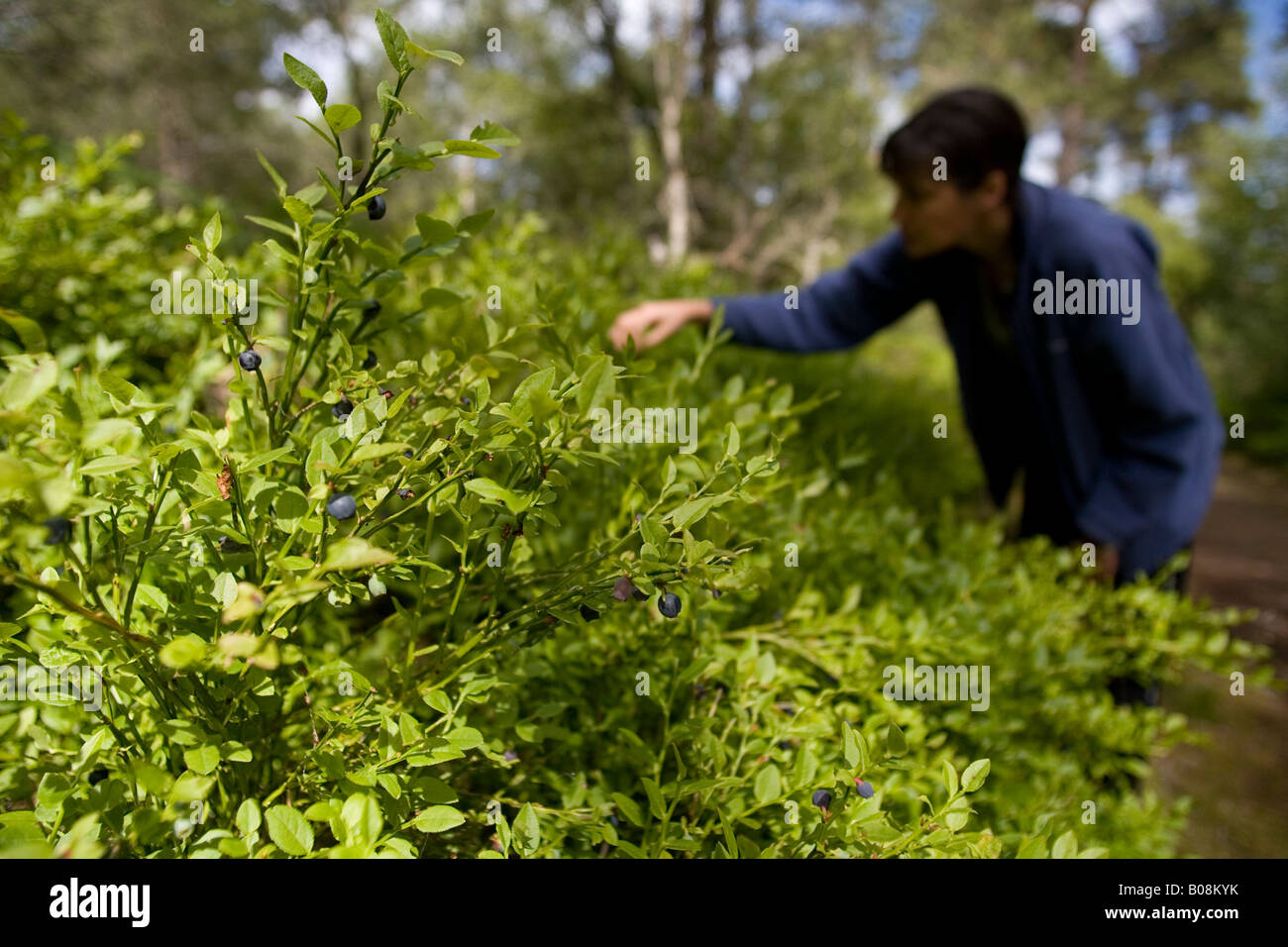 Woman picking et manger ou blaeberries bluberries de Woodland, Migdale, Ecosse, Royaume-Uni Banque D'Images
