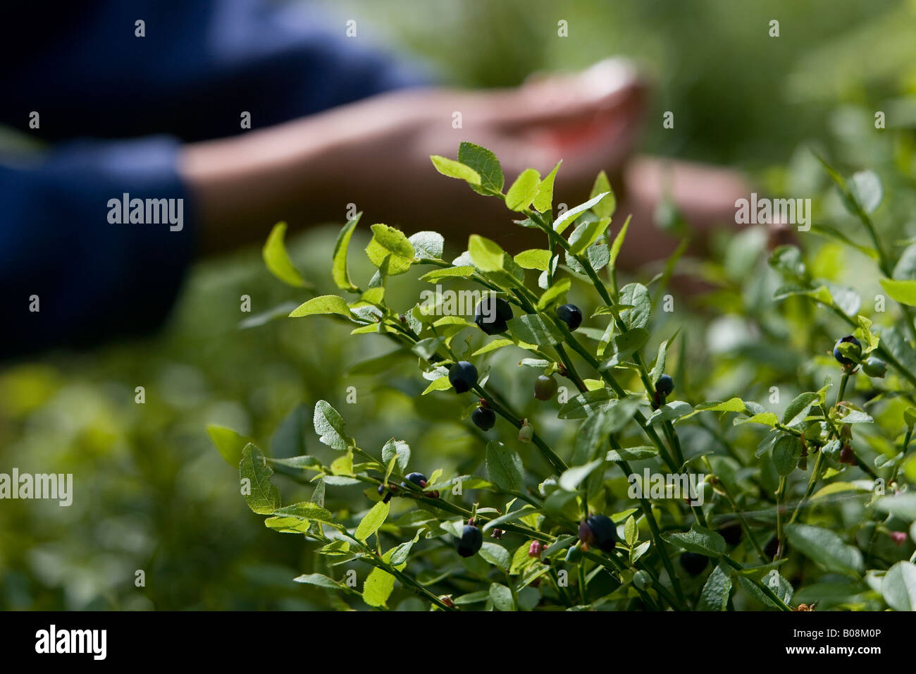 Woman picking et manger ou blaeberries bluberries de Woodland, Migdale, Ecosse, Royaume-Uni Banque D'Images
