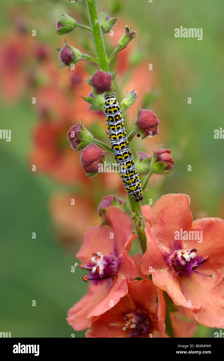 CUCULLIA VERB.S. MULLEIN MOTH CATERPILLAR SUR VERBASCUM CHEROKEE Banque D'Images