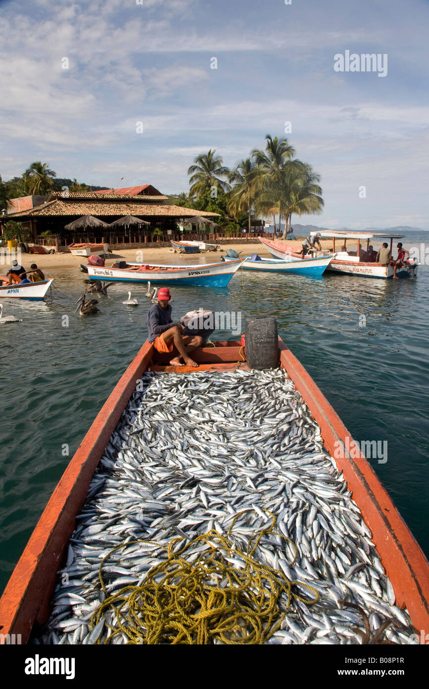 De grandes captures de sardines, Santa Fe, Sucre, Venezuela, Amérique du Sud Banque D'Images