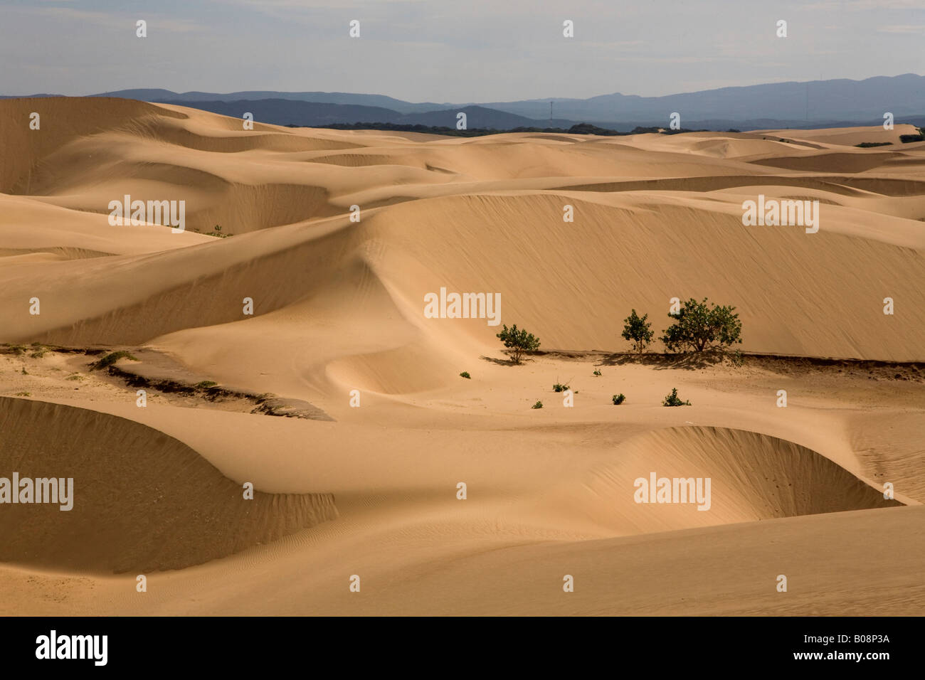 Les sables du désert, la péninsule de Paraguaná, Falcón, Venezuela, Amérique du Sud Banque D'Images