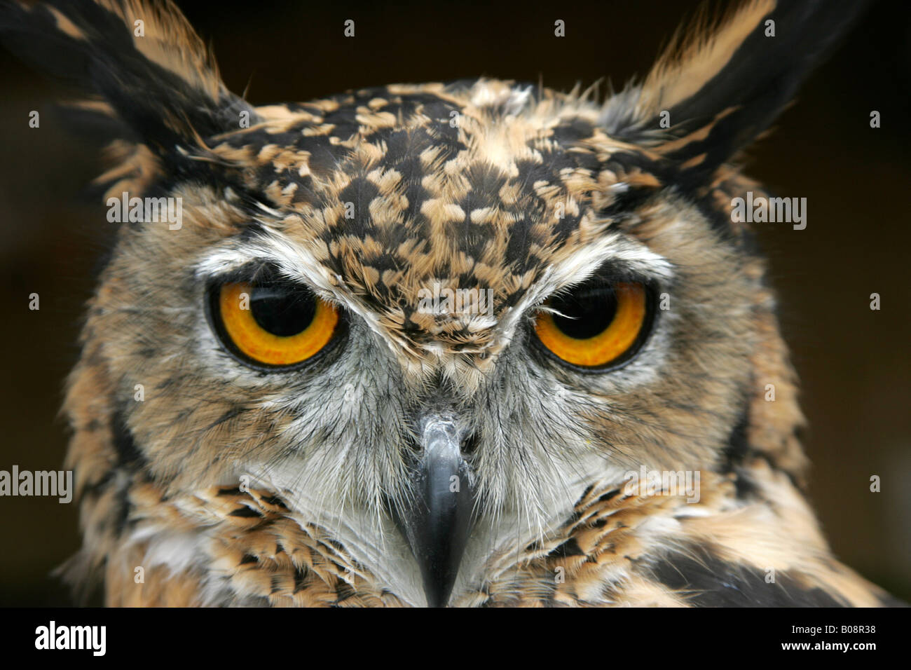 CLOSE UP OWL HEAD YEUX VISAGE BEC OISEAU RAPTOR STARE deux plumes naturelles NATURE CARNIVORE regardant voler FLYING Banque D'Images