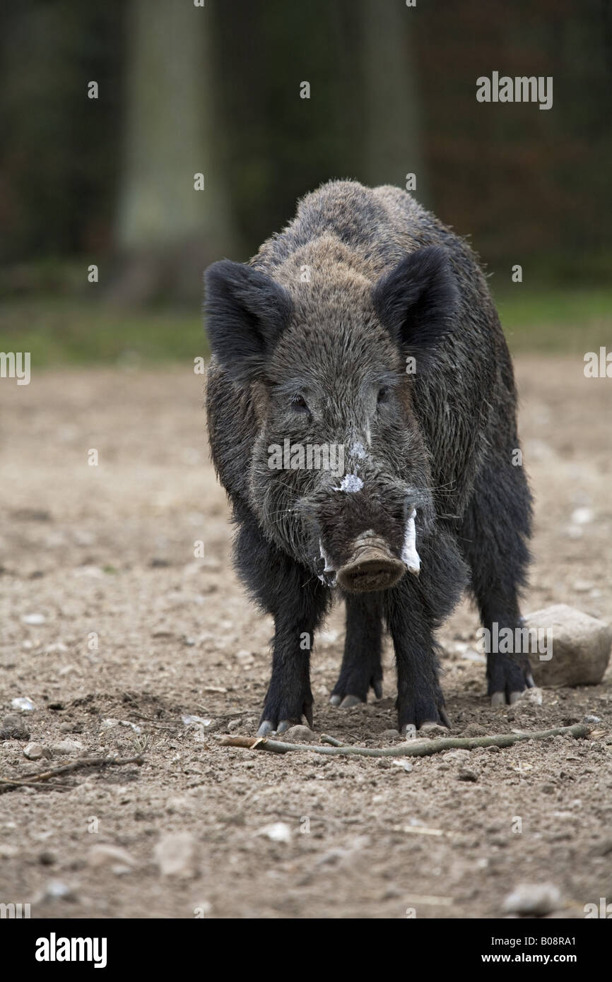 Le sanglier, le porc, le sanglier (Sus scrofa), avec mousse tusker à sa bouche, l'Allemagne, Schleswig-Holstein Banque D'Images