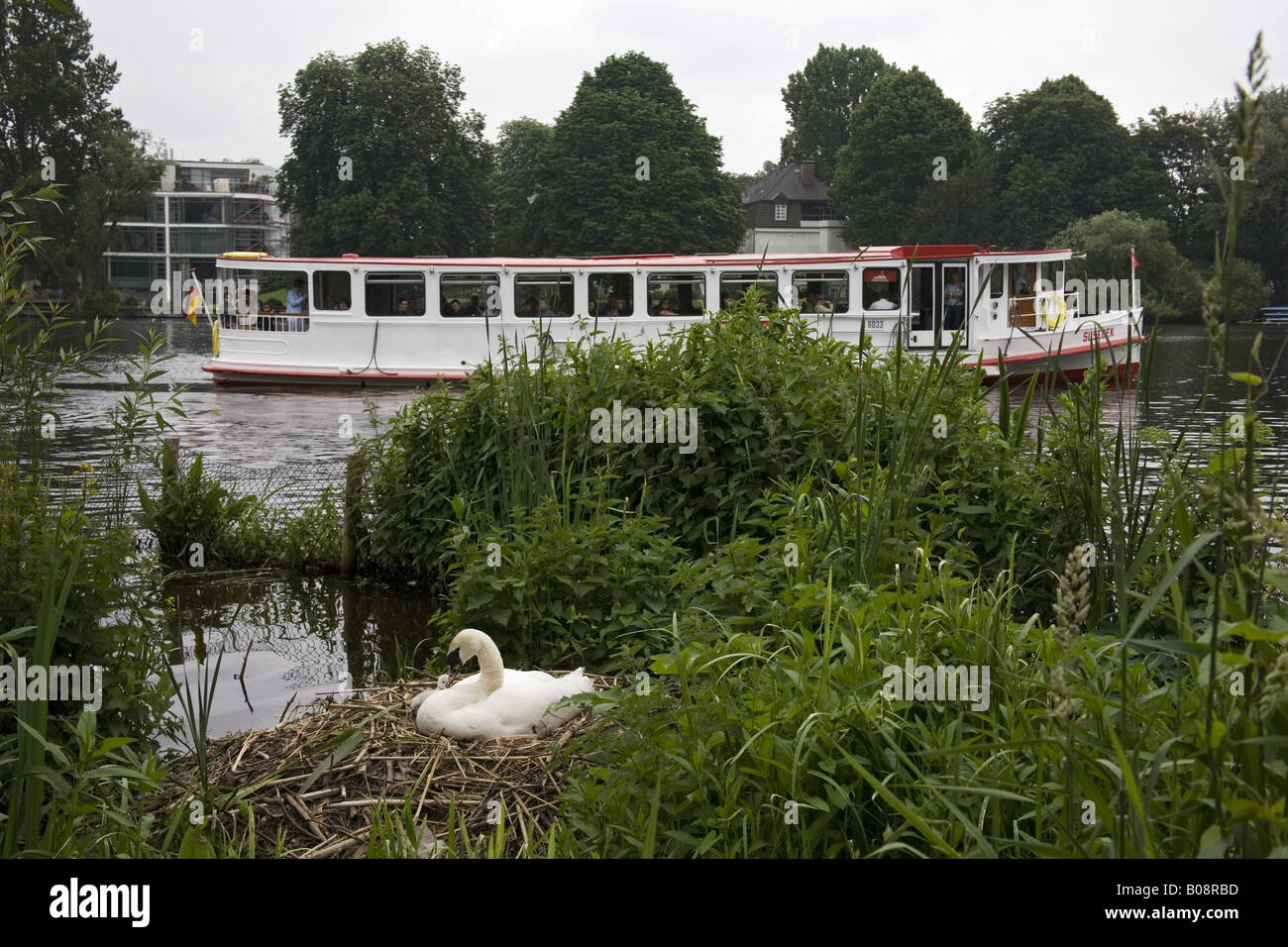 Mute swan (Cygnus olor), la reproduction à l'Alster, Hamburg, Allemagne Banque D'Images