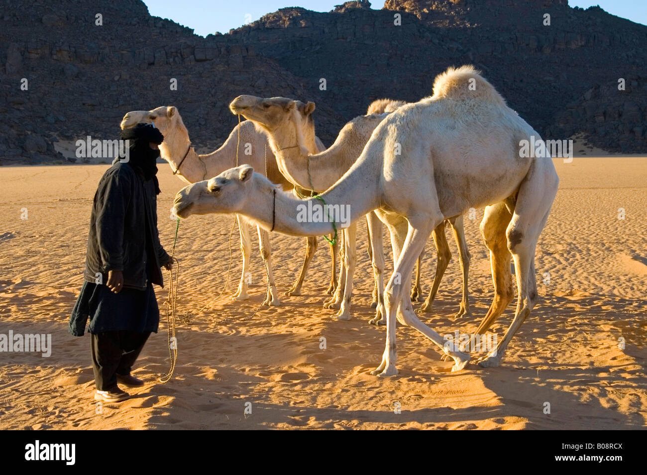 Robe noire avec nomade touareg blanc trois chameaux debout sur le sable du désert avant de collines rocheuses, montagnes Acacus, la Libye, l'Afr Banque D'Images