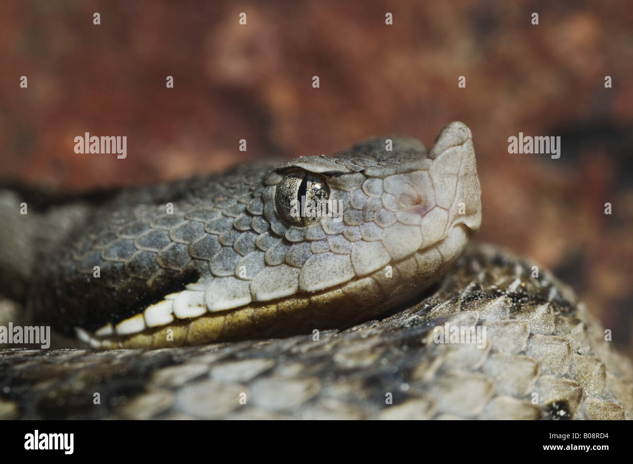 Snub-nosed Viper, le viper Lataste (Vipera latastei, Vipera latastei garditana), femme, portrait, Espagne, Andalousie, Nati Donana Banque D'Images