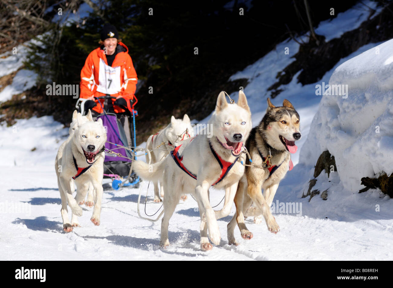 En traîneau à chiens, traîneau à chien race en Valais, Suisse Banque D'Images