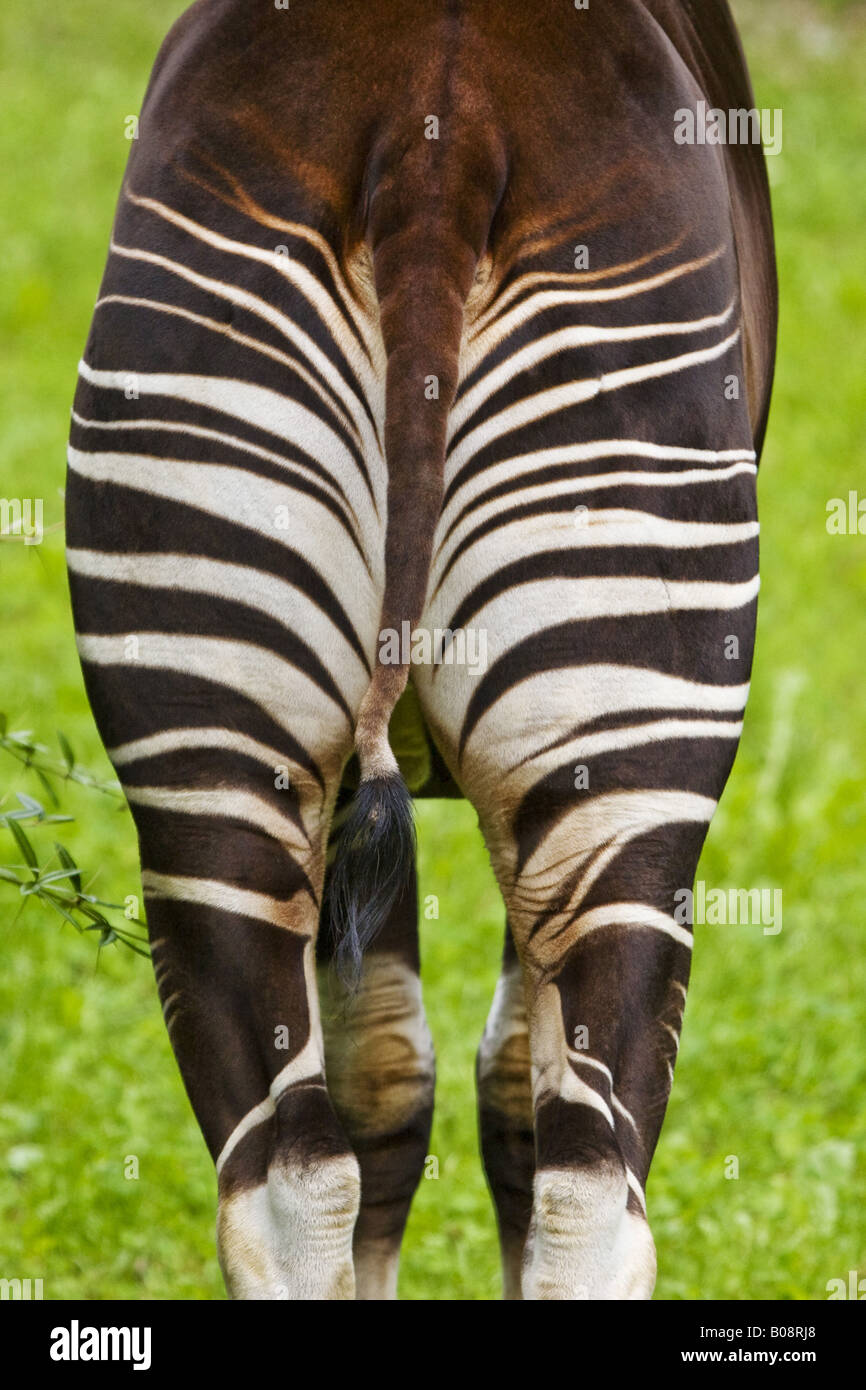 L'okapi (Okapia johnstoni), des rayures sur le dos, Allemagne Banque D'Images