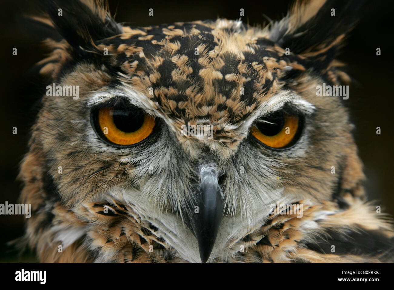 CLOSE UP OWL HEAD YEUX VISAGE BEC OISEAU RAPTOR STARE deux plumes naturelles NATURE CARNIVORE regardant voler FLYING Banque D'Images