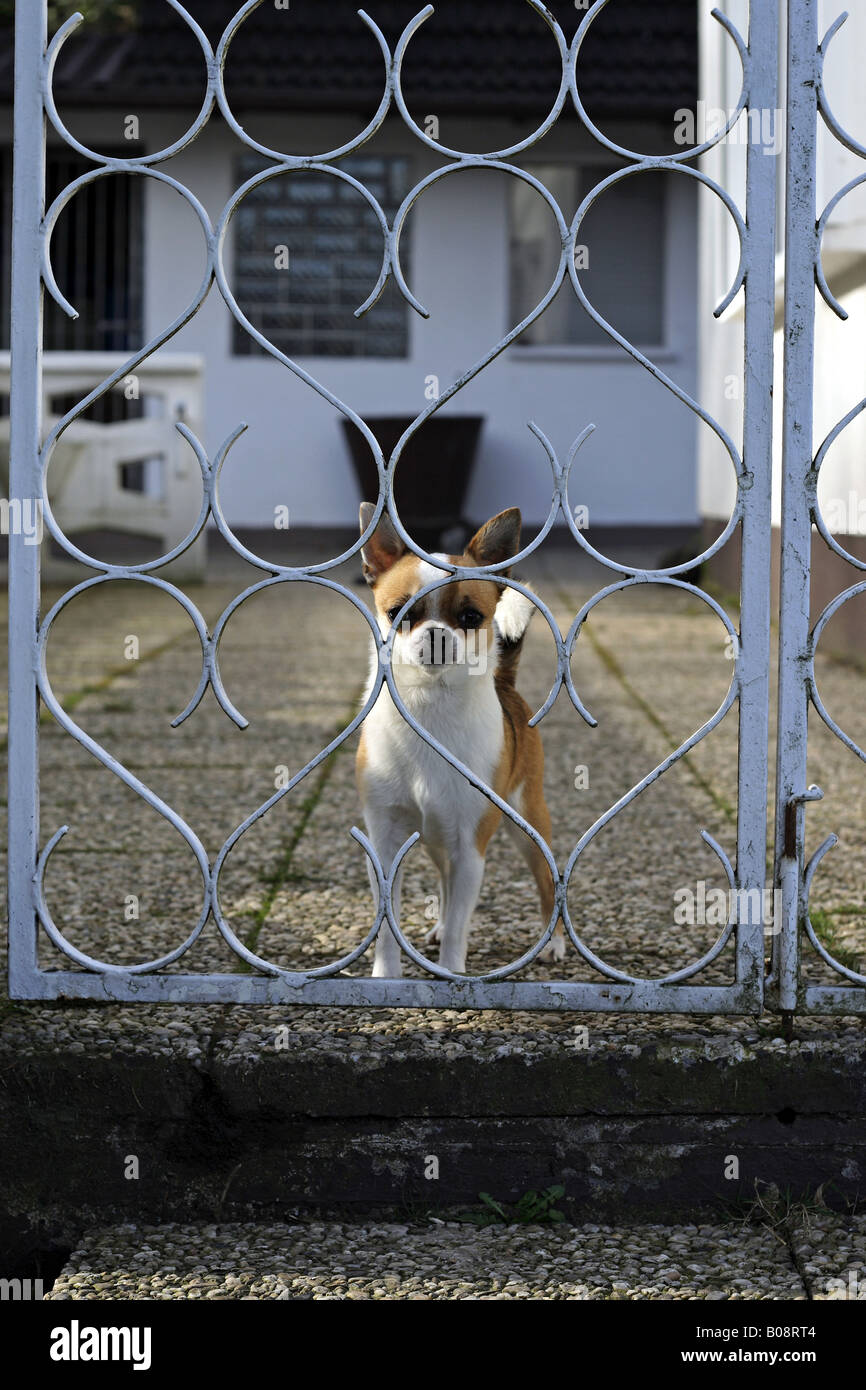 Chihuahua (Canis lupus f. familiaris), mâle, 3 ans debout derrière une porte de jardin Banque D'Images