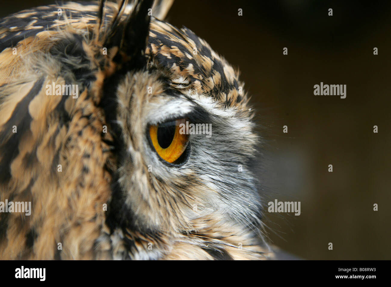 CLOSE UP OWL HEAD YEUX VISAGE BEC OISEAU RAPTOR STARE deux plumes naturelles NATURE CARNIVORE regardant voler FLYING Banque D'Images