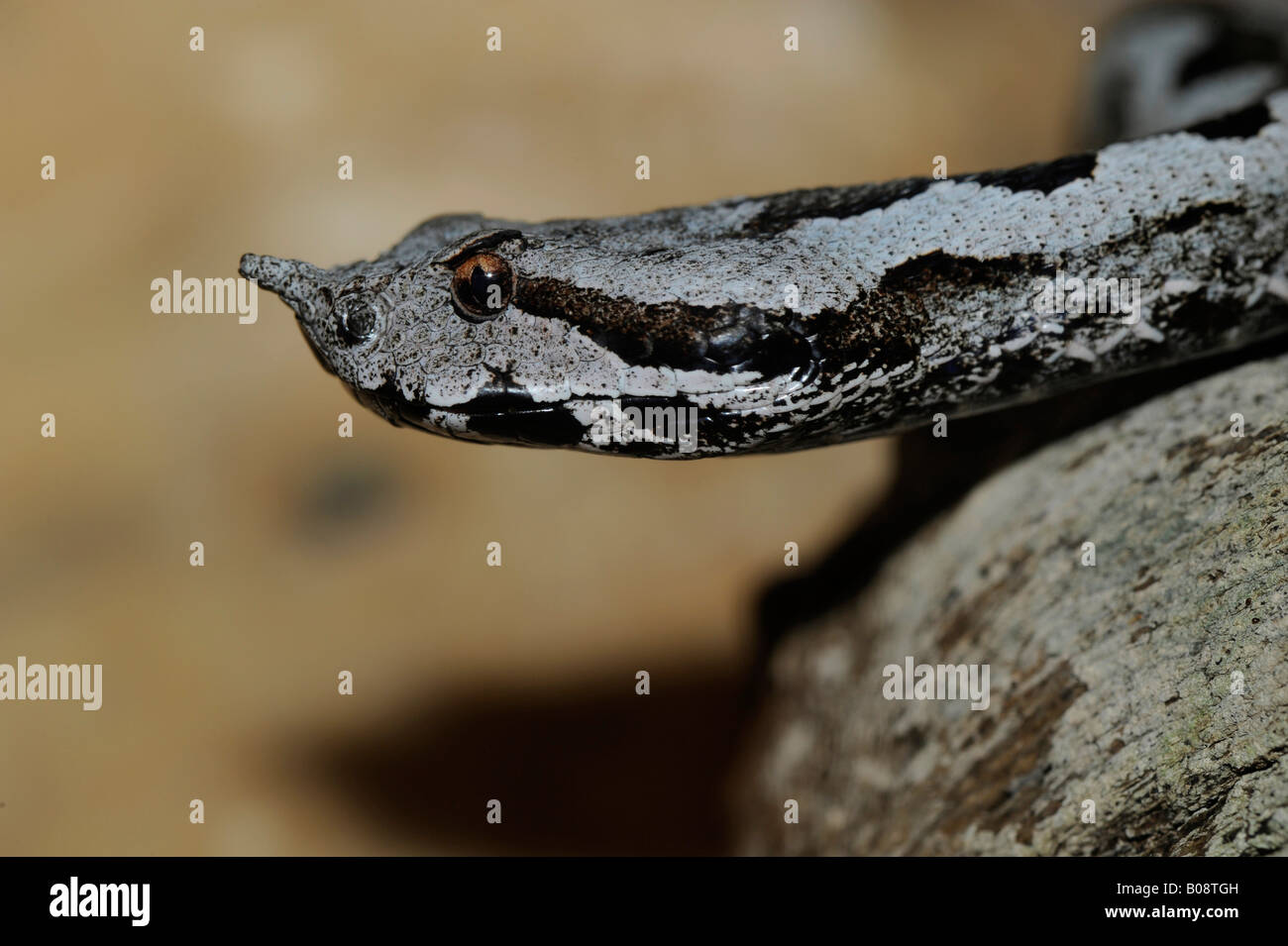 Vipère à cornes mâles (Vipera ammodytes ruffoi), l'Alto Adige, Italie du Nord Banque D'Images