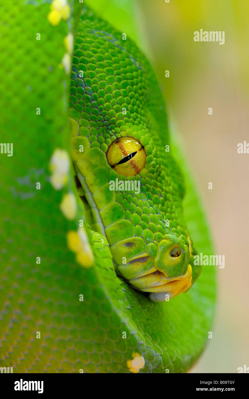 Green Tree Python (Chondropython viridis), Papouasie Nouvelle Guinée Banque D'Images