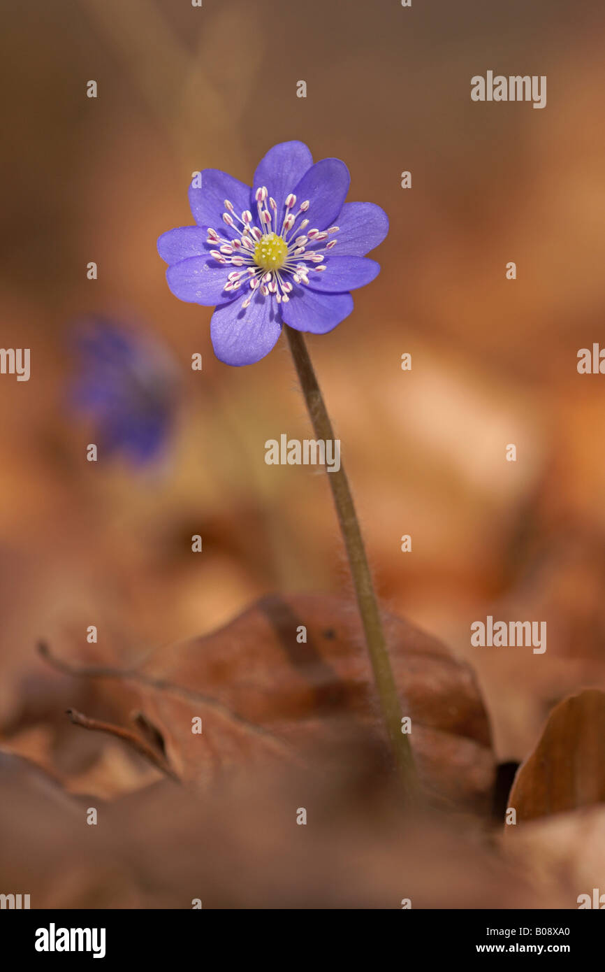 Kidneywort, hépatique ou l'ombelle (Hepatica nobilis) Banque D'Images