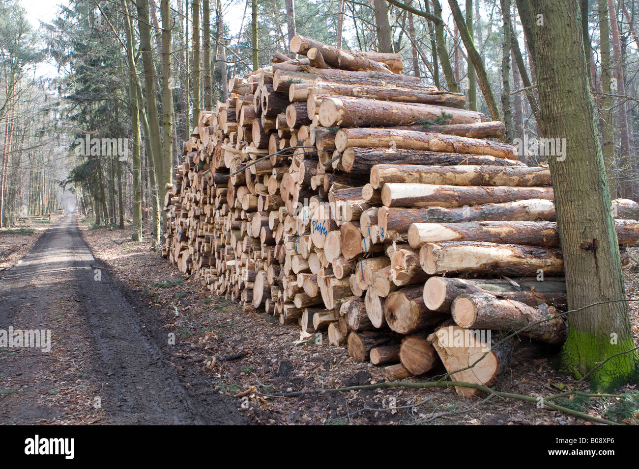 Gros tas de billes, les troncs des arbres coupés en longueurs après la tempête, Hesse, Allemagne Banque D'Images