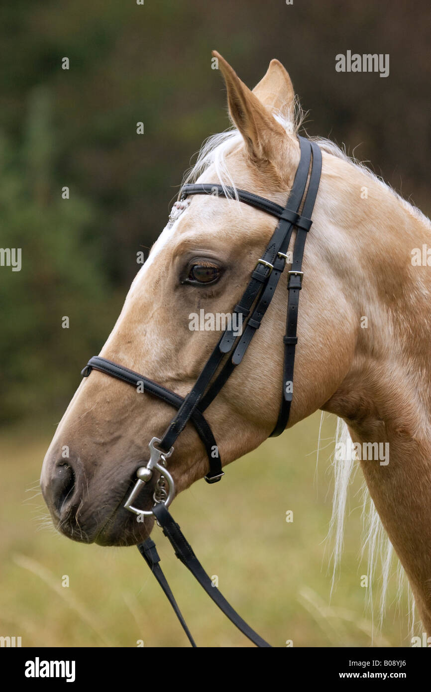 Portrait de l'Akhal-Teke, les Turkmènes race Banque D'Images