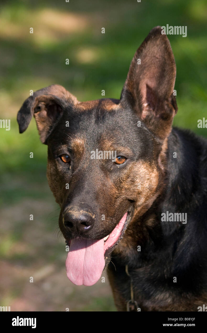 Portrait d'un berger allemand avec un mélange pointu et une oreille  tombante, langue hanging out Photo Stock - Alamy