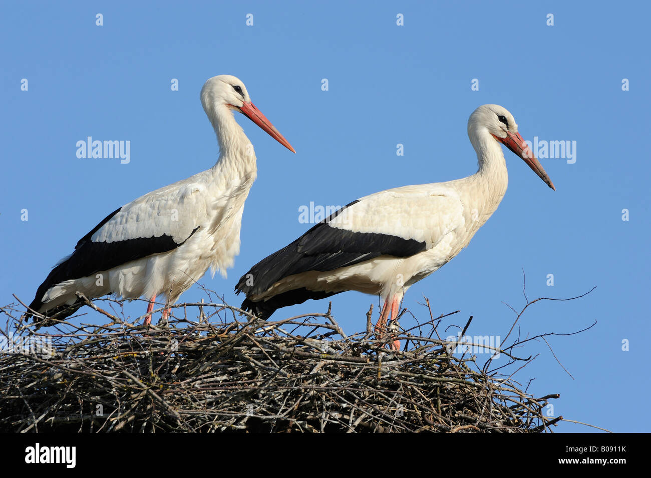 Cigognes blanches (Ciconia ciconia) debout sur leur nid d'aigle, Banque D'Images