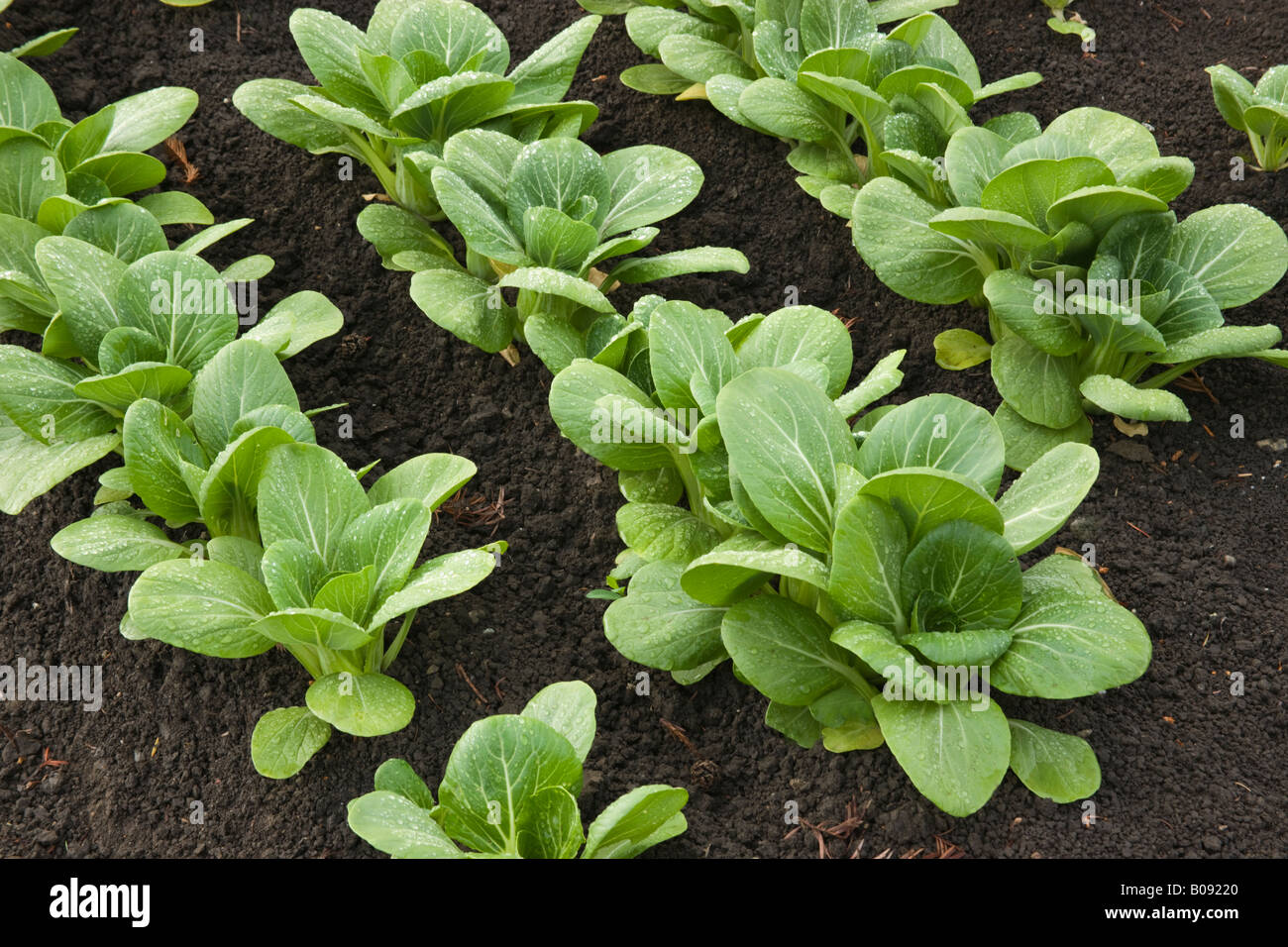 Le Bok Choy en croissance. Banque D'Images