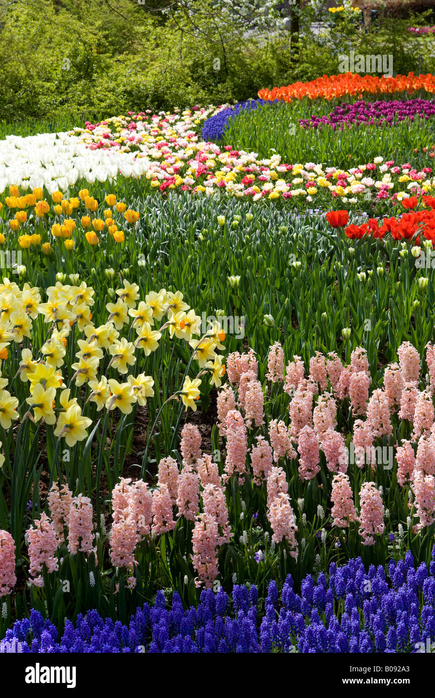 Les tulipes et jacinthes Keukenhof Holland Banque D'Images
