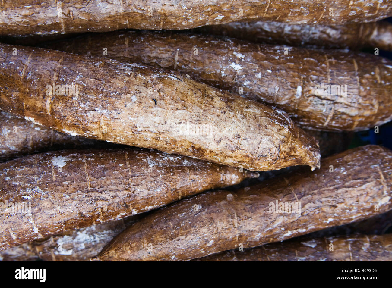 le-manioc-ou-les-racines-de-manioc-manihot-esculenta-photo-stock-alamy
