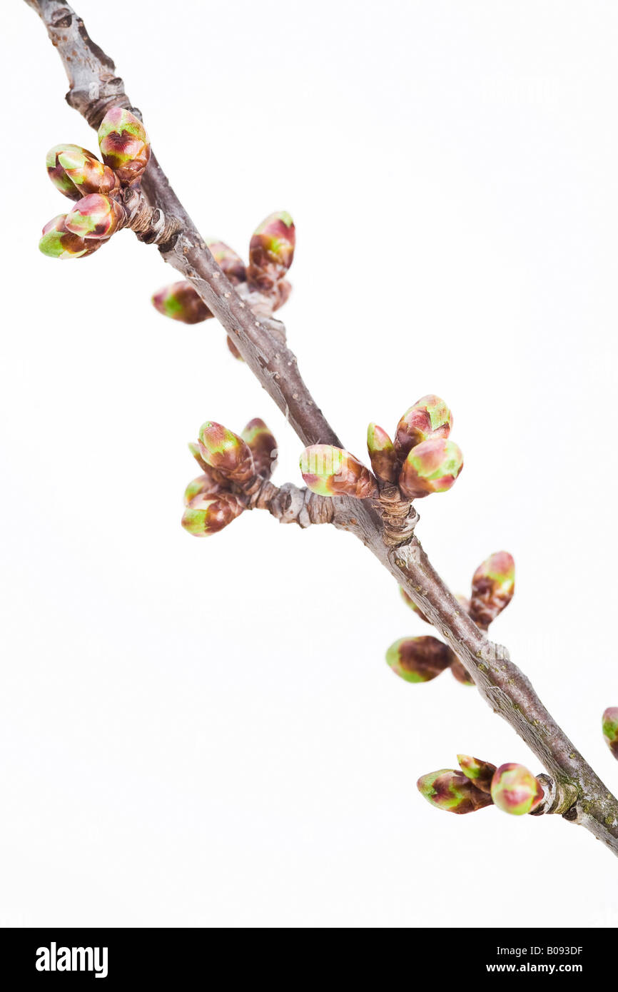 (Cerisier Cerasus) brindille dans spring Banque D'Images