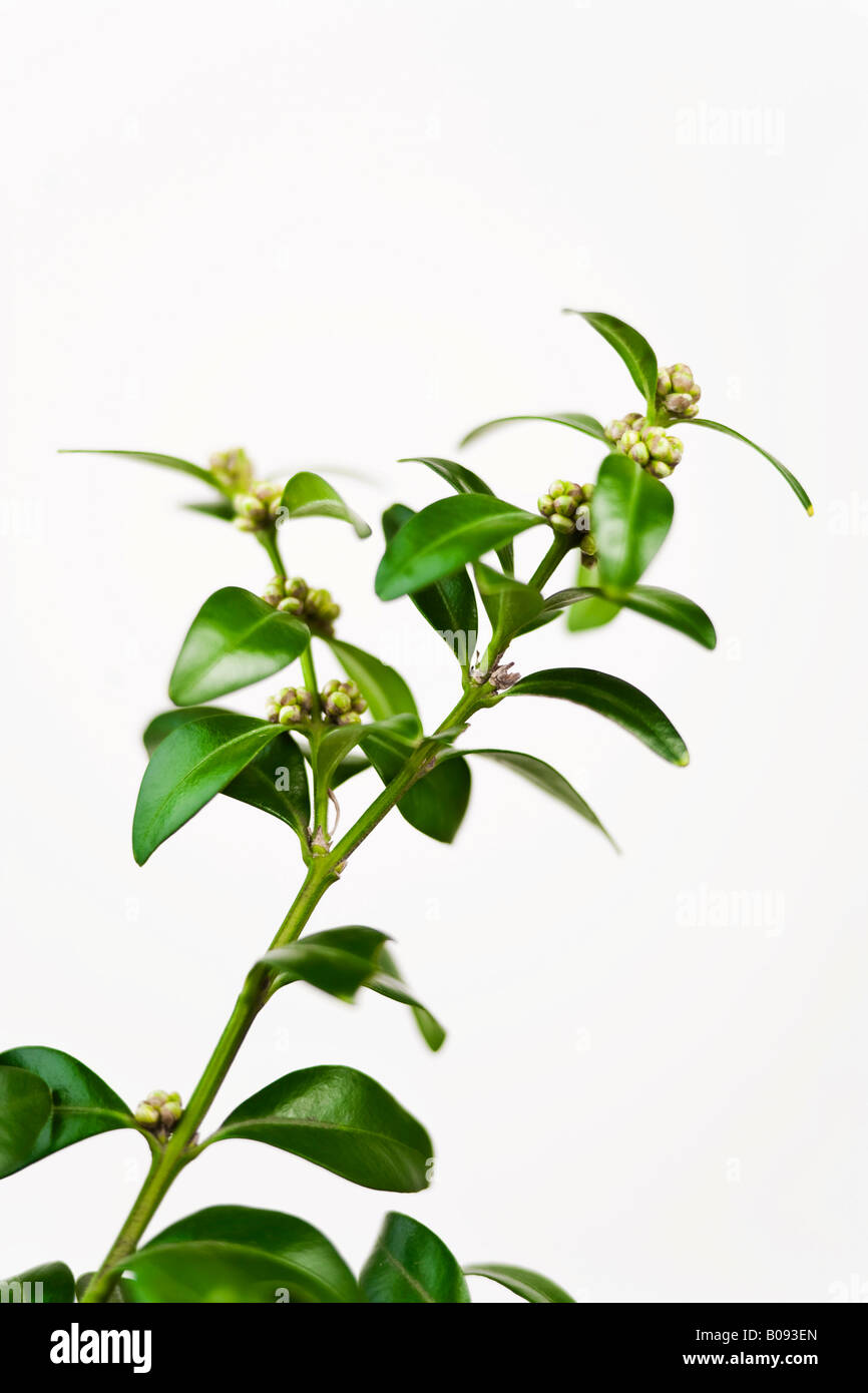 Fort ou le buis arbre, détail (Buxus) Banque D'Images