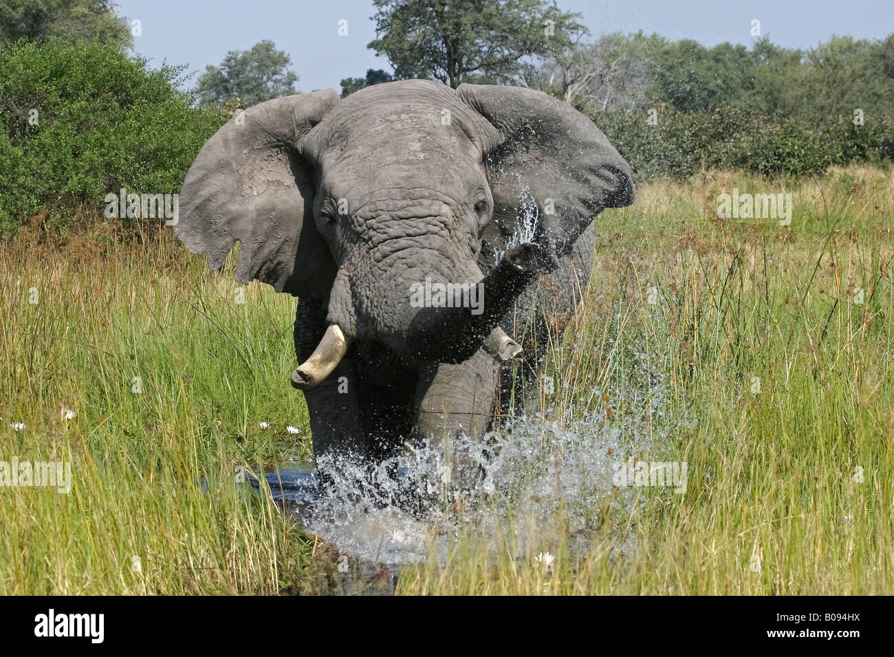 Bush africain - ou de savane Elephant (Loxodonta africana) pulvériser de l'eau de son tronc, Khwai River, Moremi National Park, Morem Banque D'Images