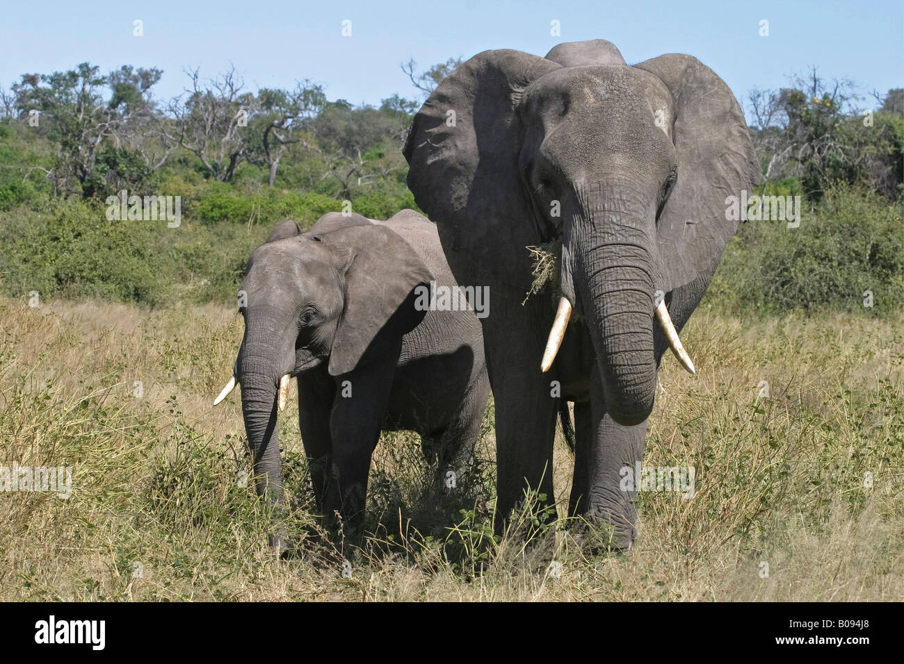 Bush africain - ou de savane Elephant (Loxodonta africana) et au mollet, Chobe National Park, Botswana, Africa Banque D'Images