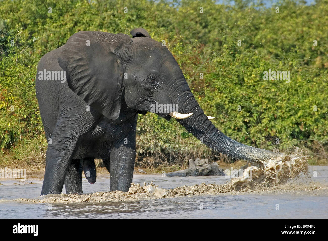 Bush africain - ou de savane Elephant (Loxodonta africana) baignade et à jouer dans l'eau, Savuti, Chobe National Park, Botswana Banque D'Images