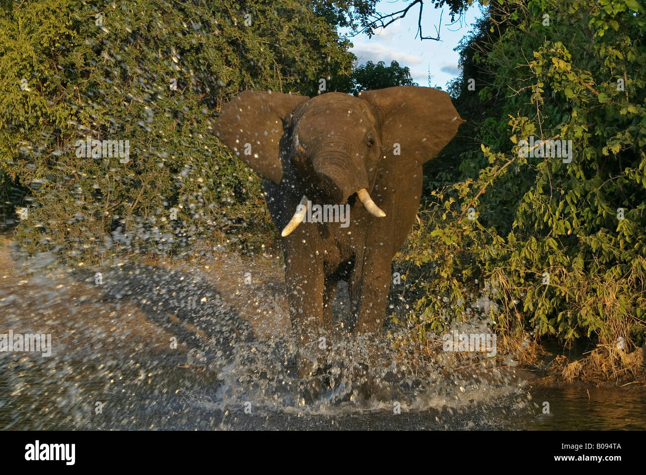 Bush africain - ou de savane Elephant (Loxodonta africana), l'eau éclaboussant par la rivière Chobe, Chobe National Park, Botswana Banque D'Images