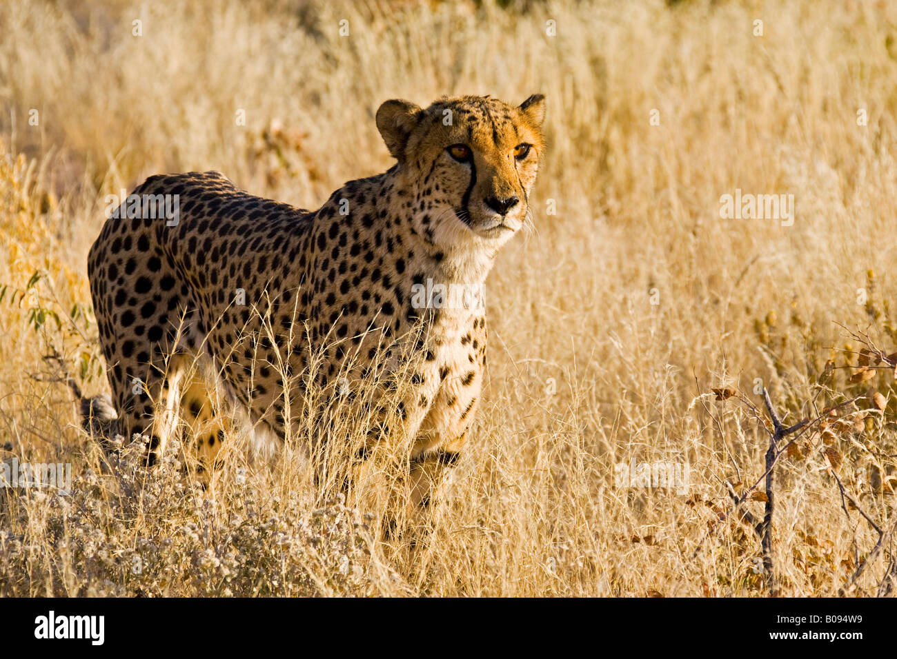 Le Guépard (Acinonyx jubatus) marcher dans l'herbe, la Namibie, l'Afrique Banque D'Images