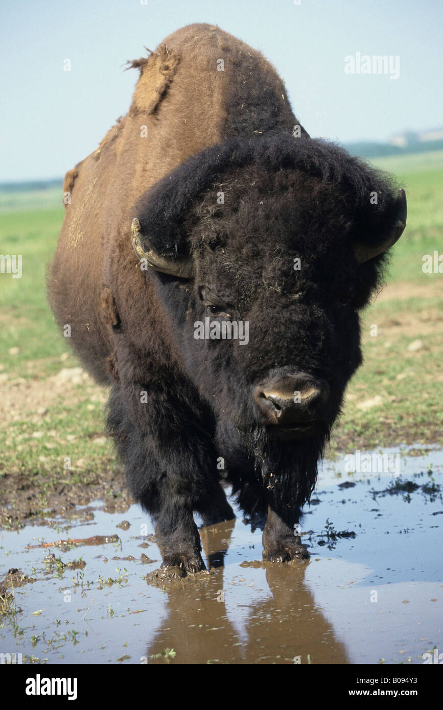 Bison des plaines (Bison bison bison), Alaska Banque D'Images